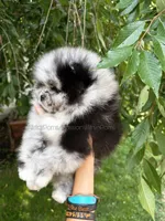 Sold Allstar’s Tiger, a male Pomeranian for sale in Scottdale, PA – Photo 4 of 6