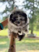 Sold Allstar’s Tiger, a male Pomeranian for sale in Scottdale, PA – Photo 3 of 6