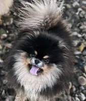 Sold Allstar’s Tiger, a male Pomeranian for sale in Scottdale, PA – Photo 6 of 6