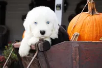 CH Glenn Blue Eyes, a male Old English Sheepdog for sale in Scottdale, PA – Photo 5 of 7