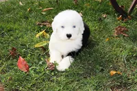 CH Glenn Blue Eyes, a male Old English Sheepdog for sale in Scottdale, PA – Photo 2 of 7