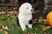 CH Glenn Blue Eyes, a male Old English Sheepdog for sale in Scottdale, PA – Photo 6 of 7