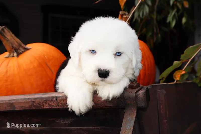 CH Glenn Blue Eyes, a male Old English Sheepdog for sale in Scottdale, PA – Photo 1 of 7