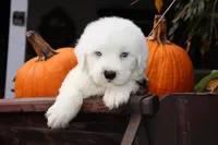 CH Glenn Blue Eyes, a male Old English Sheepdog for sale in Scottdale, PA – Photo 4 of 7