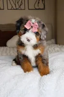 Haley, a female Miniature Bernedoodle for sale in Scottdale, PA – Photo 3 of 5