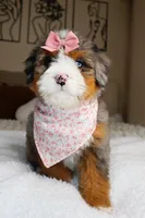 Haley, a female Miniature Bernedoodle for sale in Scottdale, PA – Photo 4 of 5