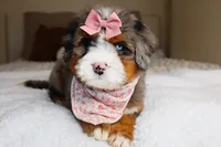 Haley, a female Miniature Bernedoodle for sale in Scottdale, PA – Photo 1 of 5