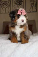 Haley, a female Miniature Bernedoodle for sale in Scottdale, PA – Photo 5 of 5