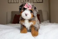 Haley, a female Miniature Bernedoodle for sale in Scottdale, PA – Photo 2 of 5