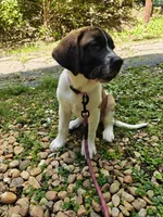 Daisy, a female Saint Bernard for sale in New Castle, PA – 2 of 3