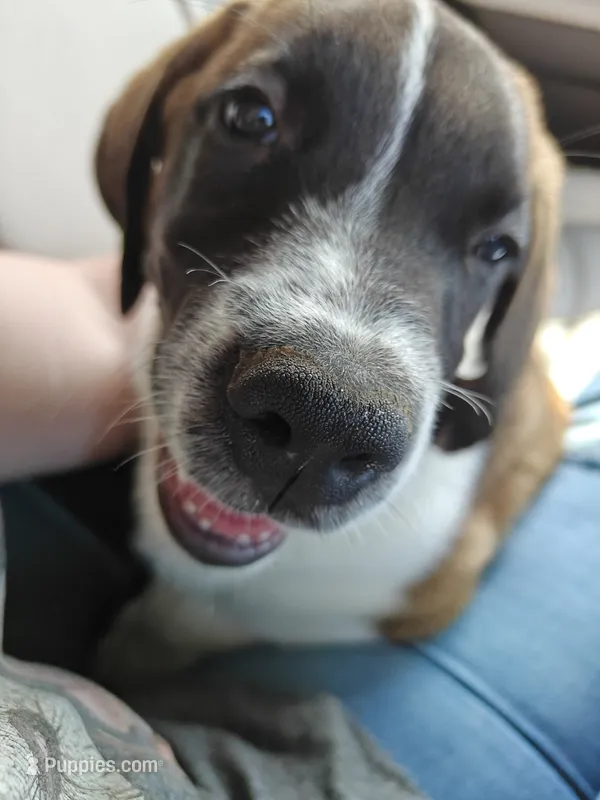 Daisy – Saint Bernard puppy for sale in New Castle, PA