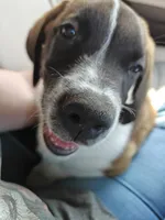 Daisy, a female Saint Bernard for sale in New Castle, PA – 1 of 3