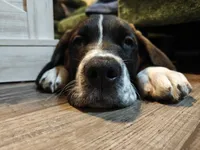 Daisy, a female Saint Bernard for sale in New Castle, PA – 3 of 3