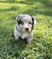 Lucy, a female Australian Shepherd for sale in Warrenton, NC – 4 of 10