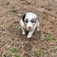Junior, a male Miniature Australian Shepherd for sale in Warrenton, NC – Photo 6 of 9
