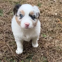 Junior, a male Miniature Australian Shepherd for sale in Warrenton, NC – Photo 2 of 9