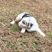 Junior, a male Miniature Australian Shepherd for sale in Warrenton, NC – Photo 5 of 9