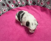 processed/f6f9272f-16e0-4a2d-95c2-b1ba199e966b/listing/0087b962-ed2f-4002-acae-88c7220ac71f/84662b30-2bc7-4d2d-8d0a-1db923d4b4eb