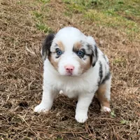 Junior, a male Miniature Australian Shepherd for sale in Warrenton, NC – Photo 4 of 9