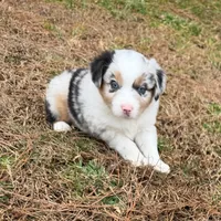 Junior, a male Miniature Australian Shepherd for sale in Warrenton, NC – Photo 1 of 9
