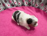 processed/f6f9272f-16e0-4a2d-95c2-b1ba199e966b/listing/0087b962-ed2f-4002-acae-88c7220ac71f/ce4e4cb8-ca08-42fe-8c8c-83a3e1df7fad