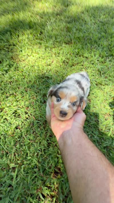 Lucy, a female Australian Shepherd for sale in Warrenton, NC – 10 of 10