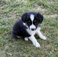 Daisy, a female Australian Shepherd for sale in Warrenton, NC – 4 of 9