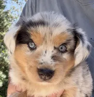 Lucy, a female Australian Shepherd for sale in Warrenton, NC – 2 of 10
