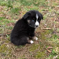 Baby Doll , a female Australian Shepherd for sale in Warrenton, NC – Photo 2 of 10