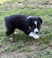 Tinker bell, a female Australian Shepherd for sale in Warrenton, NC – 6 of 10