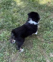 Mr. Fluffy, a male Australian Shepherd for sale in Warrenton, NC – 4 of 9
