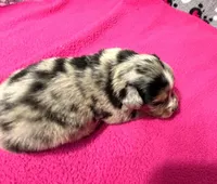 Andy, a male Miniature Australian Shepherd for sale in Warrenton, NC – Photo 3 of 7