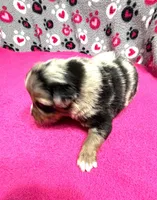 Andy, a male Miniature Australian Shepherd for sale in Warrenton, NC – Photo 4 of 7