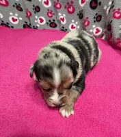 Andy, a male Miniature Australian Shepherd for sale in Warrenton, NC – Photo 1 of 7