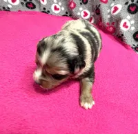 Andy, a male Miniature Australian Shepherd for sale in Warrenton, NC – Photo 2 of 7