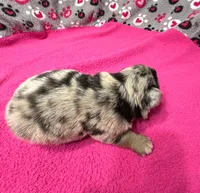 Andy, a male Miniature Australian Shepherd for sale in Warrenton, NC – Photo 5 of 7