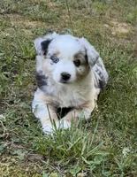Princess, a female Miniature Australian Shepherd for sale in Warrenton, NC – 1 of 9