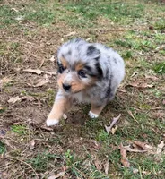 Tinker Belle, a female Australian Shepherd for sale in Warrenton, NC – Photo 1 of 10