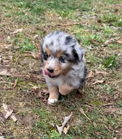 Tinker Belle, a female Australian Shepherd for sale in Warrenton, NC – Photo 2 of 10