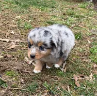 Tinker Belle, a female Australian Shepherd for sale in Warrenton, NC – Photo 6 of 10