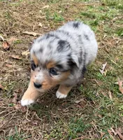 Tinker Belle, a female Australian Shepherd for sale in Warrenton, NC – Photo 5 of 10