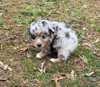 Tinker Belle, a female Australian Shepherd for sale in Warrenton, NC – Photo 8 of 10