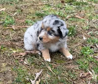 Tinker Belle, a female Australian Shepherd for sale in Warrenton, NC – Photo 3 of 10