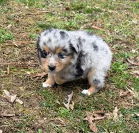 Tinker Belle, a female Australian Shepherd for sale in Warrenton, NC – Photo 7 of 10