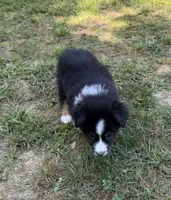 Mr. Fluffy, a male Australian Shepherd for sale in Warrenton, NC – 8 of 9