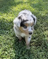 Lucy, a female Australian Shepherd for sale in Warrenton, NC – 7 of 10