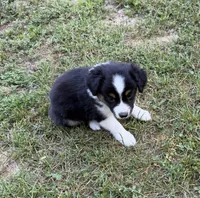 Daisy, a female Australian Shepherd for sale in Warrenton, NC – 5 of 9