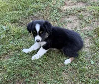 Daisy, a female Australian Shepherd for sale in Warrenton, NC – 2 of 9