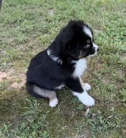 Junior, a male Australian Shepherd for sale in Warrenton, NC – 5 of 8