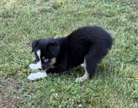 Tinker bell, a female Australian Shepherd for sale in Warrenton, NC – 4 of 10